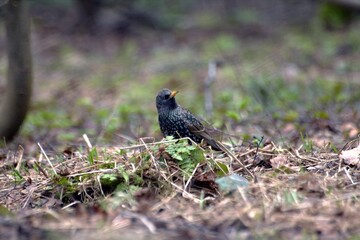 blackbird in the grass