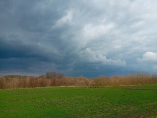 Fototapeta premium field and sky