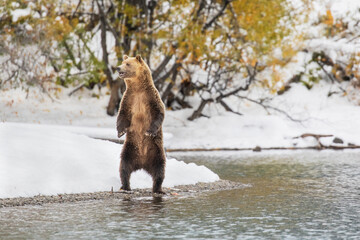 grizzly bear standing in winter