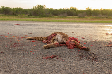 gato montes atropellado en carretera © jeronimoabel