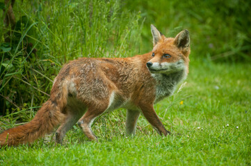 red fox in the grass