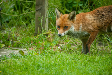 Naklejka na ściany i meble red fox in the grass