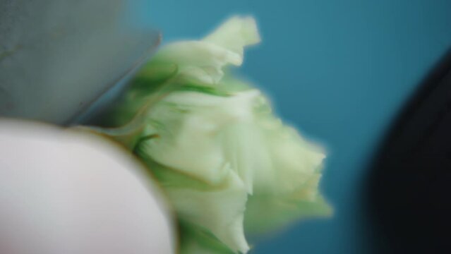 White eustoma flowers in fresh bouquet on blue background macro view. Festive floral decor in studio. Professional florist service and business