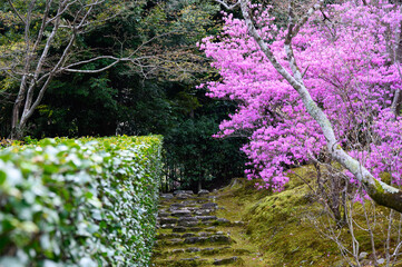 京都嵐山 天龍寺の三つ葉つつじ