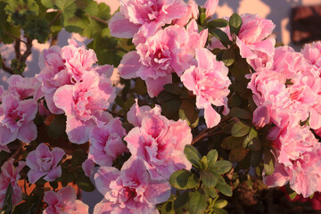 Pink Azalea flowers outdoors at the golden hour