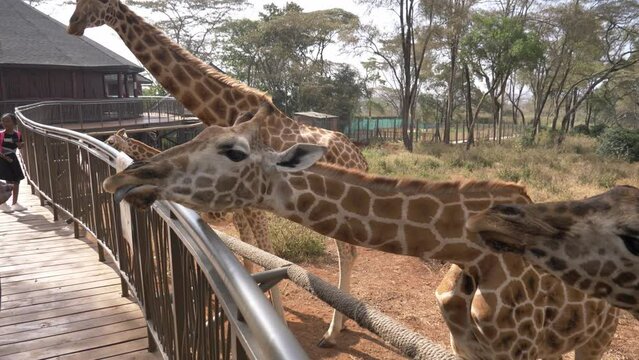 Young black beautiful woman feeds giraffes at the giraffe center in Nairobi, Kenya