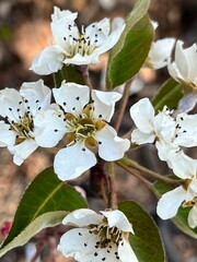 White tree blossom