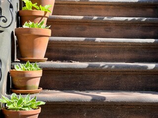Plants in pots on steps
