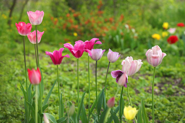 Obraz na płótnie Canvas Multi-colored tulip flowers in a blooming spring garden.