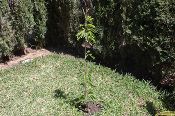 A 6 month old cherry tree in a garden. Prunus avium, commonly called wild cherry, sweet cherry or mountain cherry, is a species of cherry native to Europe and West Asia.