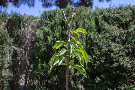 A 6 month old cherry tree in a garden. Prunus avium, commonly called wild cherry, sweet cherry or mountain cherry, is a species of cherry native to Europe and West Asia.