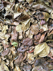 dry leaves on the ground