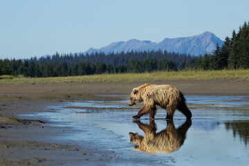 brown bear walking in the lake
