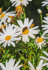 Close-up of Beautiful White Daisy with a Bee on it, Macro, Nature