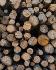 Logged tree trunks or pile of wood prepared for transport, four.