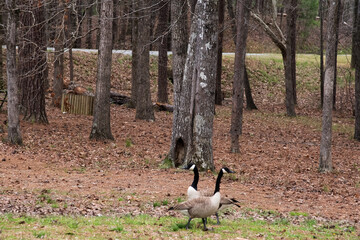 A Delicate Dance of Geese
