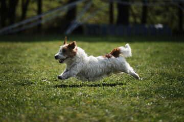 Active energetic small young hunting dog breed on move. Wire haired Jack Russell Terrier runs fast across field in park and has fun outside.