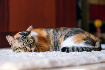 A Ginger Cat sleeps on a white floor carpet