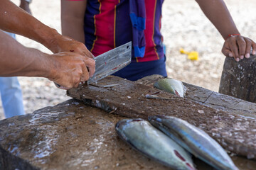 
Fisherman preparing fresh Jack fish on a stone surface for selling it to the locals at Playa Grandi (Playa Piscado) on the Caribbean island Curacao