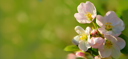 Apple tree flowers. Flowering branch of fruit tree in sunlight on spring backgroun wich copy space.
