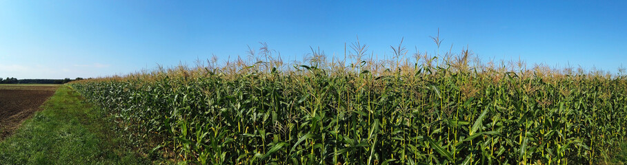 panorama field with cornstalks against a blue sky