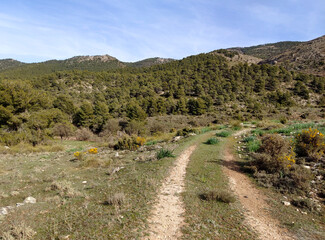 Forest in Sierra Nevada in springtime
