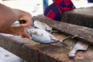 Fisherman preparing fresh Jack fish on a stone surface for selling it to the locals at Playa Grandi (Playa Piscado) on the Caribbean island Curacao
