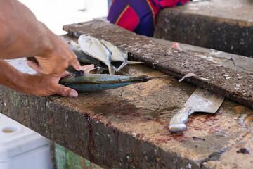 Fisherman preparing fresh Jack fish on a stone surface for selling it to the locals at Playa Grandi...