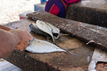 Fisherman preparing fresh Jack fish on a stone surface for selling it to the locals at Playa Grandi...