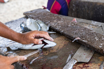 Fisherman gutting a jack fish on a stone surface at the Playa Grandi / Playa Piscado on the...
