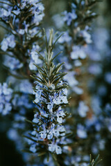 Blooming Rosemary