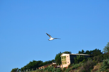 A seagull flies against the blue sky. In the background blurred background of a building on a hill