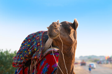 Camel with traditioal dress, is waiting for tourists for camel ride at Thar desert, Rajasthan, India. Camels, Camelus dromedarius, are large desert animals who carry tourists on their backs.