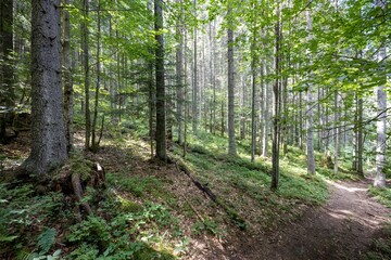 Obraz premium Mountain forest in the Ukrainian Carpathians.