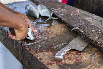 Fisherman gutting a jack fish on a stone surface at the Playa Grandi / Playa Piscado on the...