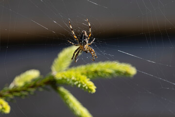 Spider on a pine branch illuminated by sunlight. Close-up macro view.