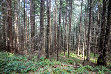 Mountain forest in the Ukrainian Carpathians.