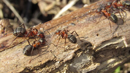 ants on a wooden branch