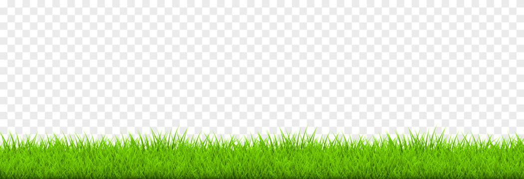 Vector young grass png. Lawn, grass on an isolated transparent background. Background with grass.