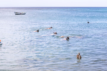 Snorkeling with sea turtles and pelicans at Playa Grandi (Playa Piscado) on the Caribbean island...