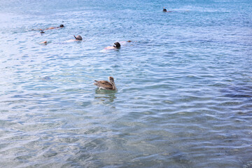 Snorkeling with sea turtles and pelicans at Playa Grandi (Playa Piscado) on the Caribbean island Curacao