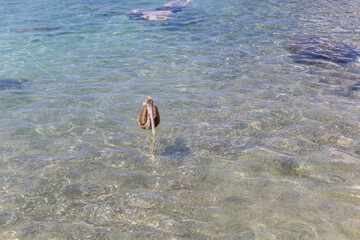 Pelican hunting in the shallow water at Playa Grandi (Playa Piscado) on the Caribbean island Curacao