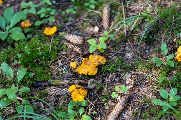 Mushroom in the mountain forest on a summer day. Close up macro view.