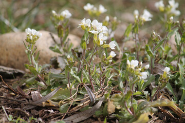 Flowering Caucasian rockcress (Arabis caucasica) plants with white flowers in garden. April, Belarus