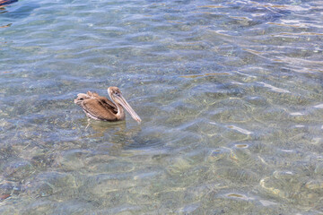 Pelican hunting in the shallow water at Playa Grandi (Playa Piscado) on the Caribbean island Curacao