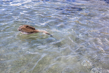 Fototapeta premium Pelican hunting in the shallow water at Playa Grandi (Playa Piscado) on the Caribbean island Curacao