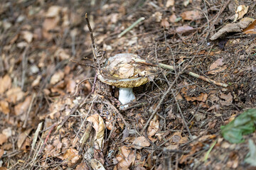 Mushroom in the mountain forest on a summer day. Close up macro view.
