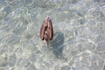 Pelican hunting in the shallow water at Playa Grandi (Playa Piscado) on the Caribbean island Curacao