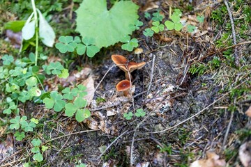 Mushroom in the mountain forest on a summer day. Close up macro view.