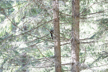 Black squirrel on a tree in the Ukrainian Carpathians